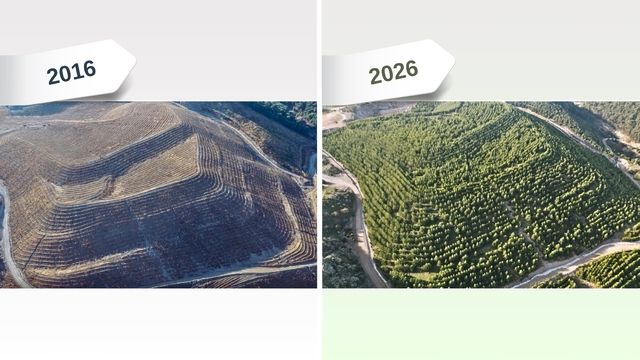 Maden Sahaları Yeşeriyor